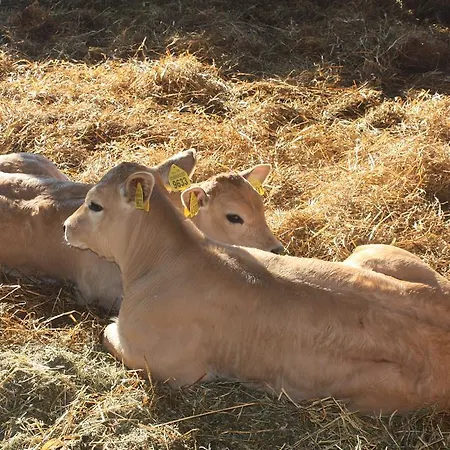 Apartment Agri Domus Guidonia